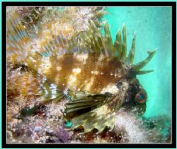 Green Lionfish shot @ ~35' depth, west shore of Oahu, Haw... by Glenn Poulain 
